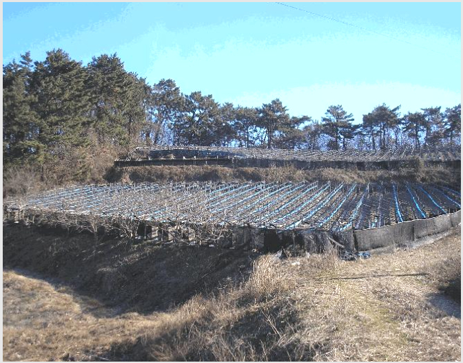 ÅäÁö(Àü) »çÁø1 | ¿µ±¤±º È«³óÀ¾ ¿ù¾Ï¸® | 2025Ÿ°æ7517 | ÅäÁö(Àü)°æ¸Å