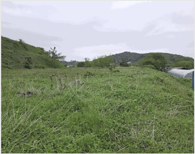 ÅäÁö(ÀÓ¾ß) »çÁø1 | ´çÁø½Ã °í´ë¸é Áø°ü¸® | 2025Ÿ°æ636 | ÅäÁö(ÀÓ¾ß)°æ¸Å