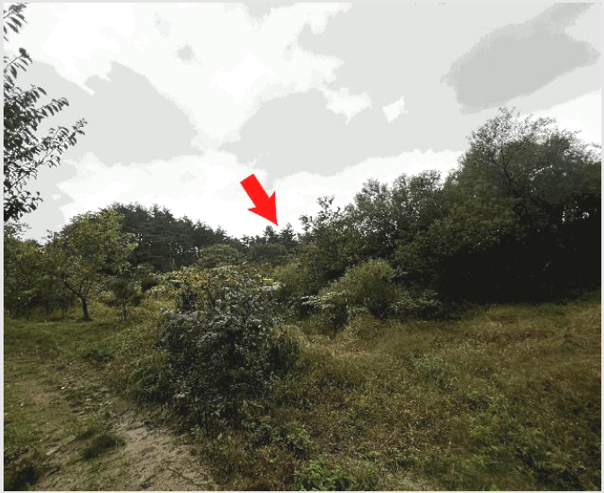 ÅäÁö(Àü) »çÁø1 | °í¼º±º °£¼ºÀ¾ »ó¸® | 2025Ÿ°æ10356 | ÅäÁö(Àü)°æ¸Å