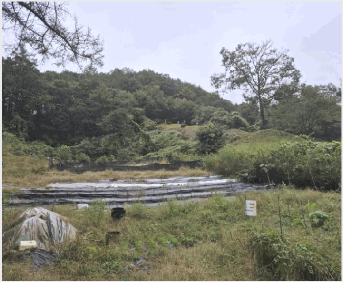 ÅäÁö(ÀÓ¾ß) »çÁø1 | Ãáõ½Ã ³²»ê¸é ¹æ°î¸® | 2025Ÿ°æ50878 | ÅäÁö(ÀÓ¾ß)°æ¸Å