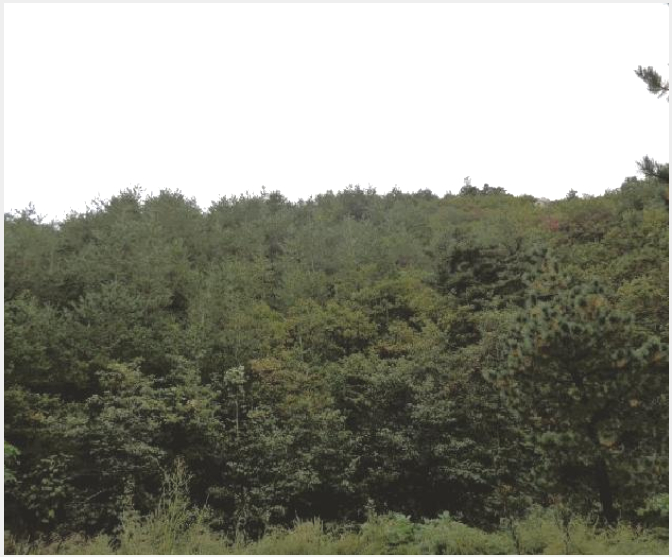 ÅäÁö(ÀÓ¾ß) »çÁø1 | °í¼º±º Á×¿Õ¸é ¾ßÃ̸® | 2025Ÿ°æ289 | ÅäÁö(ÀÓ¾ß)°æ¸Å