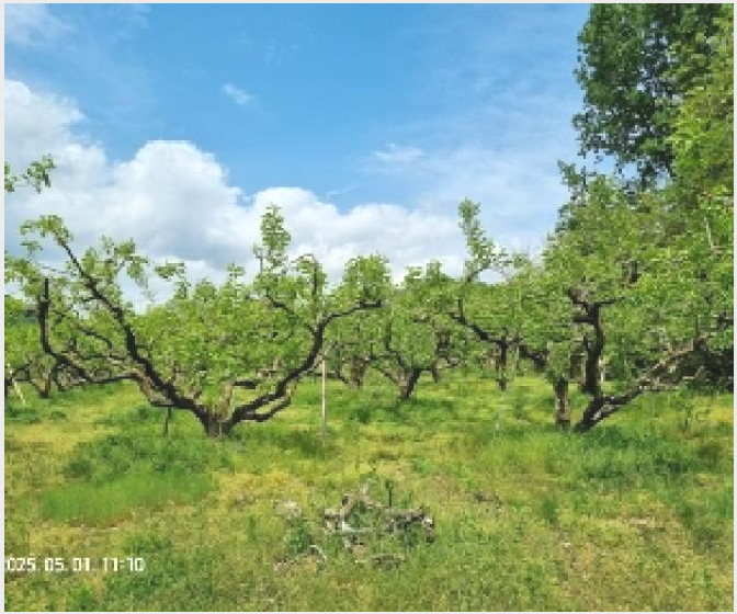 ÅäÁö(Àü) »çÁø1 | â¿ø½Ã ÀÇⱸ ºÏ¸é | 2025Ÿ°æ11346 | ÅäÁö(Àü)°æ¸Å