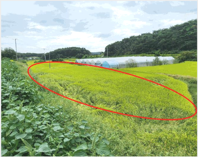 ÅäÁö(´ä) »çÁø1 | ´çÁø½Ã ¼Û¾ÇÀ¾ ¿À°î¸® | 2025Ÿ°æ51732 | ÅäÁö(´ä)°æ¸Å