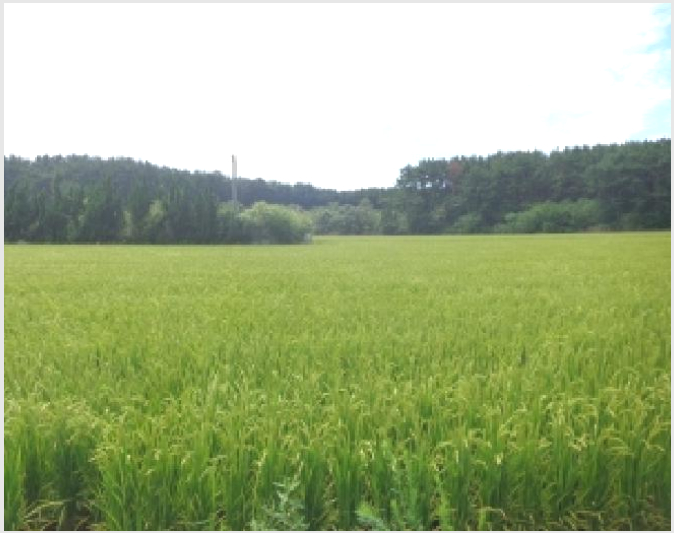 ÅäÁö(´ä) »çÁø1 | žȱº ¾È¸éÀ¾ â±â¸® | 2025Ÿ°æ738 | ÅäÁö(´ä)°æ¸Å