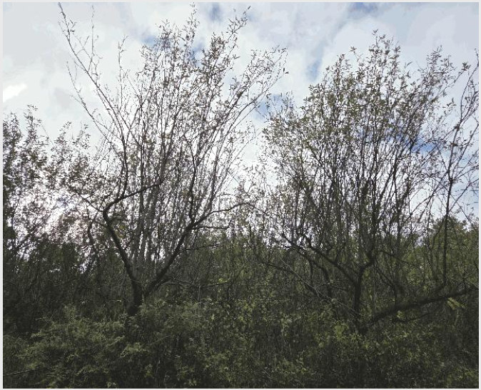 ÅäÁö(ÀÓ¾ß) »çÁø1 | ÃæÁֽà ´ë¼Ò¿ø¸é ´ë¼Ò¸® | 2025Ÿ°æ2329 | ÅäÁö(ÀÓ¾ß)°æ¸Å