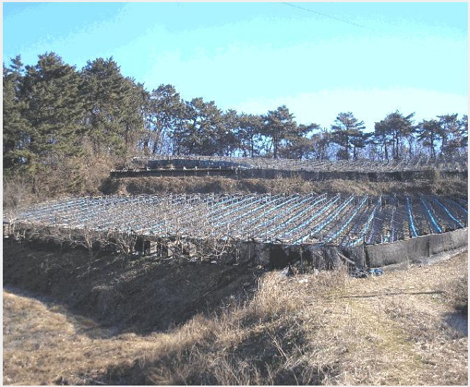ÅäÁö(´ëÁö) »çÁø1 | ¿µ±¤±º È«³óÀ¾ ¿ù¾Ï¸® | 2025Ÿ°æ7517 | ÅäÁö(´ëÁö)°æ¸Å