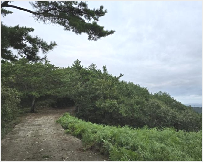 ÅäÁö(ÀÓ¾ß) »çÁø1 | ³²Çرº â¼±¸é Áøµ¿¸® | 2024Ÿ°æ37284 | ÅäÁö(ÀÓ¾ß)°æ¸Å