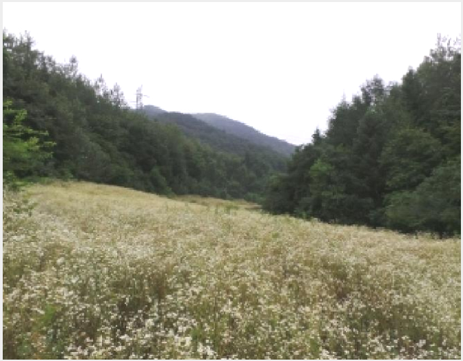 ÅäÁö(Àü) »çÁø1 | ¿µ¿ù±º ÁÖõ¸é ±Ý¸¶¸® | 2025Ÿ°æ967 | ÅäÁö(Àü)°æ¸Å