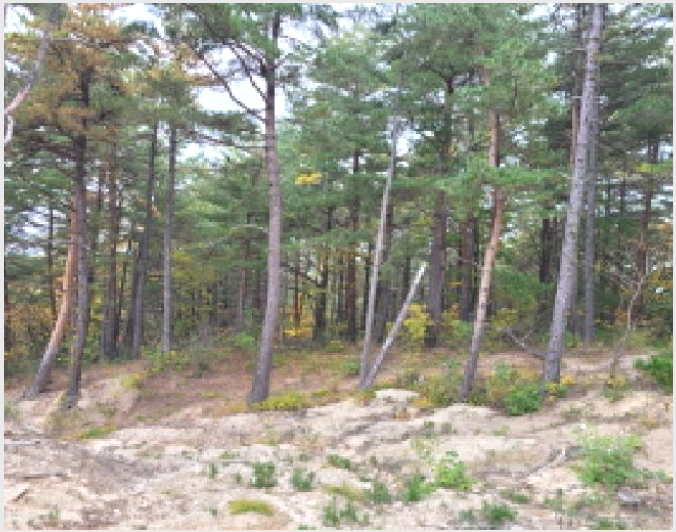 ÅäÁö(ÀÓ¾ß) »çÁø1 | ¾ç¾ç±º Çö³²¸é ÀԾϸ® | 2025Ÿ°æ10392 | ÅäÁö(ÀÓ¾ß)°æ¸Å