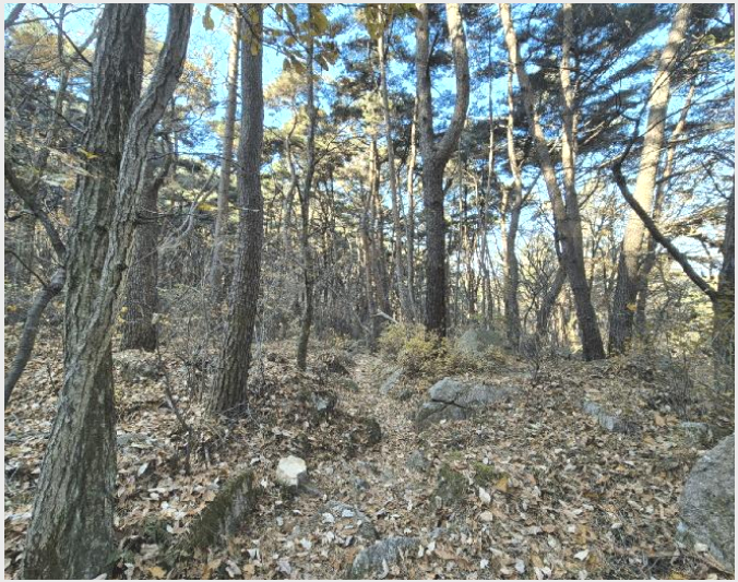 ÅäÁö(ÀÓ¾ß) »çÁø1 | ´Þ¼º±º ¿ÁÆ÷À¾ ¹Ý¼Û¸® | 2025Ÿ°æ32056 | ÅäÁö(ÀÓ¾ß)°æ¸Å