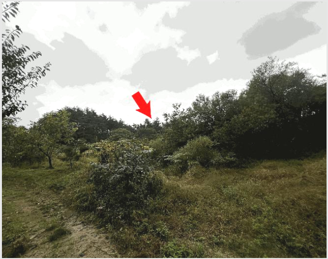 ÅäÁö(Àü) »çÁø1 | °í¼º±º °£¼ºÀ¾ ¾îõ¸® | 2025Ÿ°æ10356 | ÅäÁö(Àü)°æ¸Å