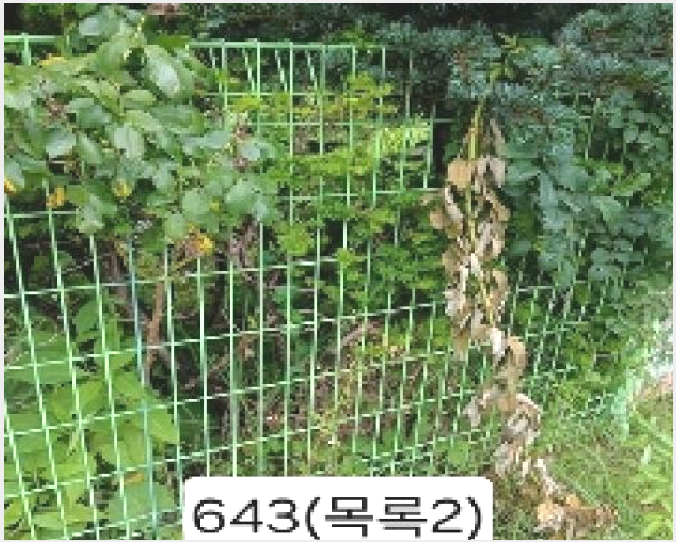 ÅäÁö(´ä) »çÁø1 | ±âÀ屺 ±âÀåÀ¾ ³»¸® | 2025Ÿ°æ643 | ÅäÁö(´ä)°æ¸Å