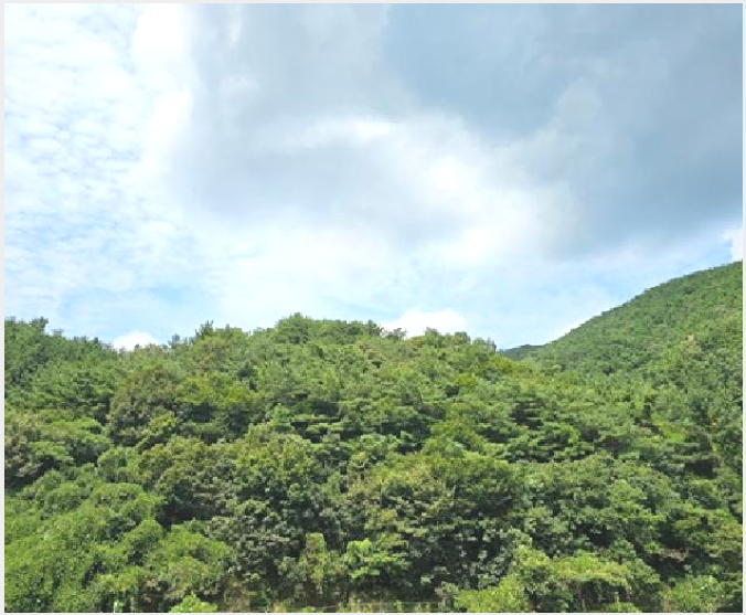 ÅäÁö(ÀÓ¾ß) »çÁø1 | ÁøÁֽà À̹ݼº¸é ±æ¼º¸® | 2025Ÿ°æ31040 | ÅäÁö(ÀÓ¾ß)°æ¸Å