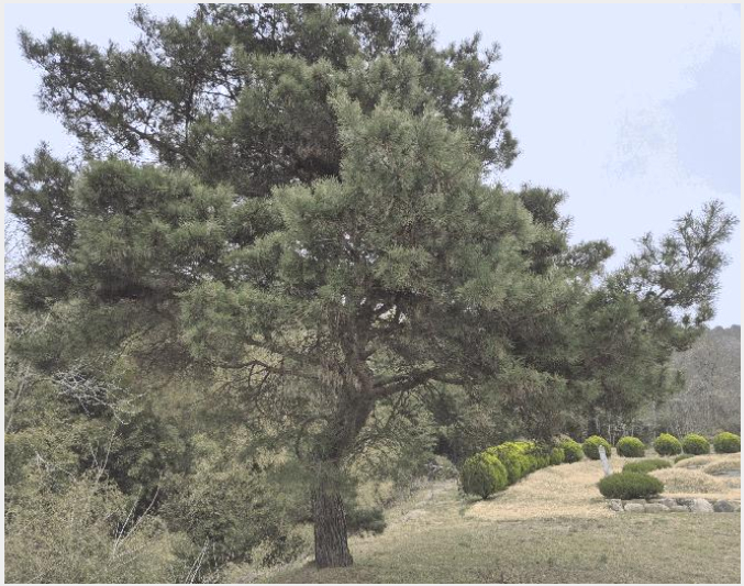 ÅäÁö(Àü) »çÁø1 | ´ã¾ç±º âÆò¸é À¯°î¸® | 2025Ÿ°æ1847 | ÅäÁö(Àü)°æ¸Å