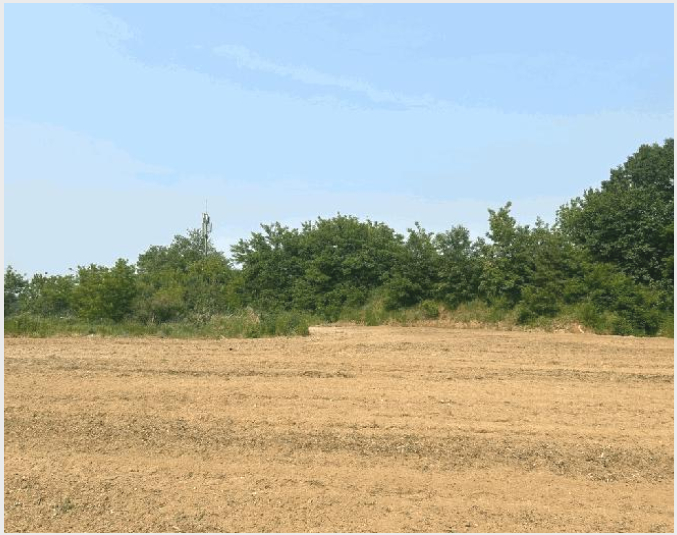 ÅäÁö(ÀÓ¾ß) »çÁø1 | ´çÁø½Ã ¼Û¾ÇÀ¾ ±Ý°î¸® | 2025Ÿ°æ51360 | ÅäÁö(ÀÓ¾ß)°æ¸Å