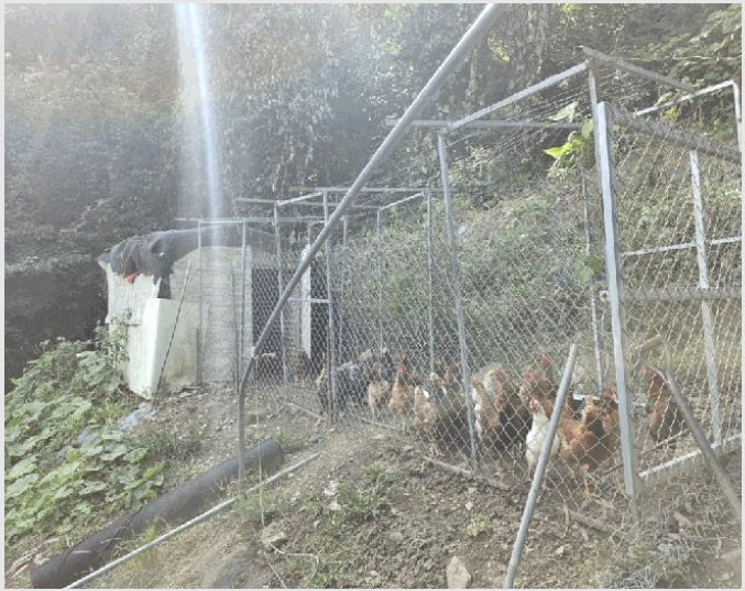 ´Üµ¶ÁÖÅà »çÁø1 | Ãáõ½Ã ¼¸é ´öµÎ¿ø¸® | 2025Ÿ°æ50861 | ´Üµ¶ÁÖÅðæ¸Å