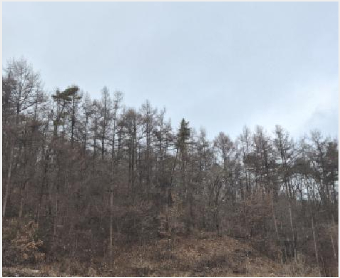 ÅäÁö(Àü) »çÁø1 | Æ÷õ½Ã °üÀÎ¸é »çÁ¤¸® | 2025Ÿ°æ73622 | ÅäÁö(Àü)°æ¸Å