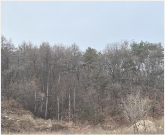 ÅäÁö(Àü) »çÁø1 | Æ÷õ½Ã °üÀÎ¸é »çÁ¤¸® | 2025Ÿ°æ73622 | ÅäÁö(Àü)°æ¸Å