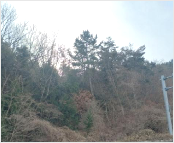 ÅäÁö(ÀÓ¾ß) »çÁø1 | °ÅÁ¦½Ã ¾çÁ¤µ¿ »ê8-2 | 2024Ÿ°æ33162 | ÅäÁö(ÀÓ¾ß)°æ¸Å