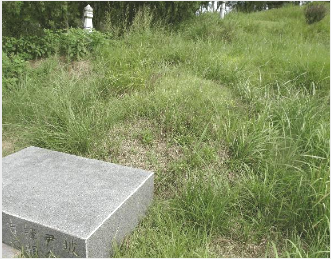 ÅäÁö(Àü) »çÁø1 | ºÎ¿©±º ÃÊÃÌ¸é ¼Û±¹¸® | 2025Ÿ°æ477 | ÅäÁö(Àü)°æ¸Å