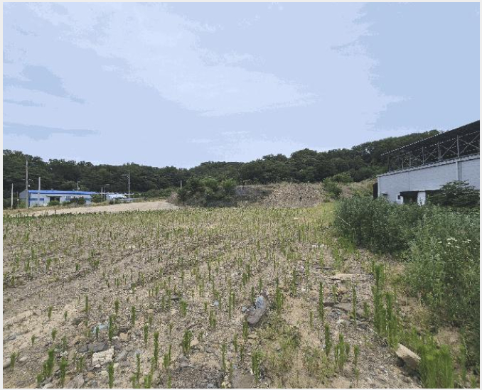 ÅäÁö(ÀÓ¾ß) »çÁø1 | Ä¥°î±º ±â»ê¸é ¿µ¸® | 2025Ÿ°æ8129 | ÅäÁö(ÀÓ¾ß)°æ¸Å