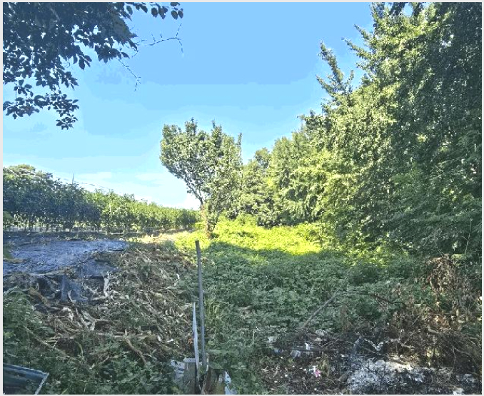 ÅäÁö(Àü) »çÁø1 | ´ã¾ç±º ¼öºÏ¸é ³ª»ê¸® | 2025Ÿ°æ33400 | ÅäÁö(Àü)°æ¸Å