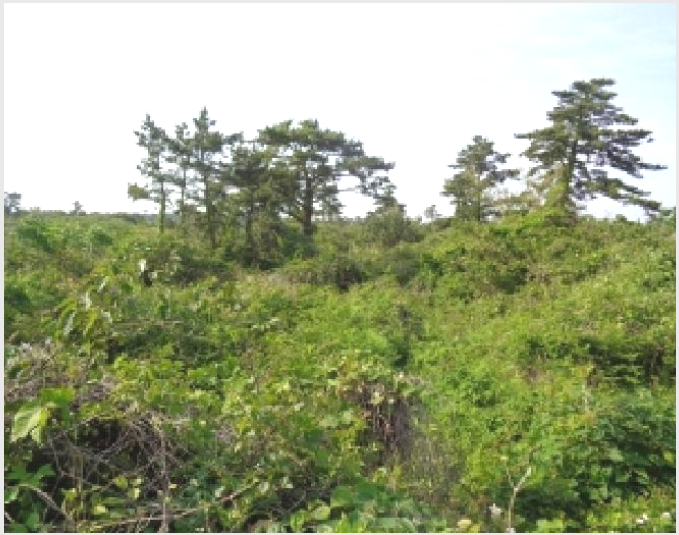 ÅäÁö(ÀâÁ¾Áö) »çÁø1 | Á¦Áֽà ÇѰæ¸é ±Ýµî¸® | 2025Ÿ°æ7907 | ÅäÁö(ÀâÁ¾Áö)°æ¸Å