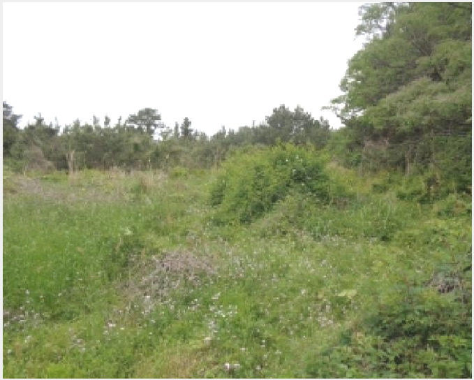 ÅäÁö(ÀÓ¾ß) »çÁø1 | Á¦Áֽà ¾Ö¿ùÀ¾ ³³À¾¸® | 2025Ÿ°æ1268 | ÅäÁö(ÀÓ¾ß)°æ¸Å
