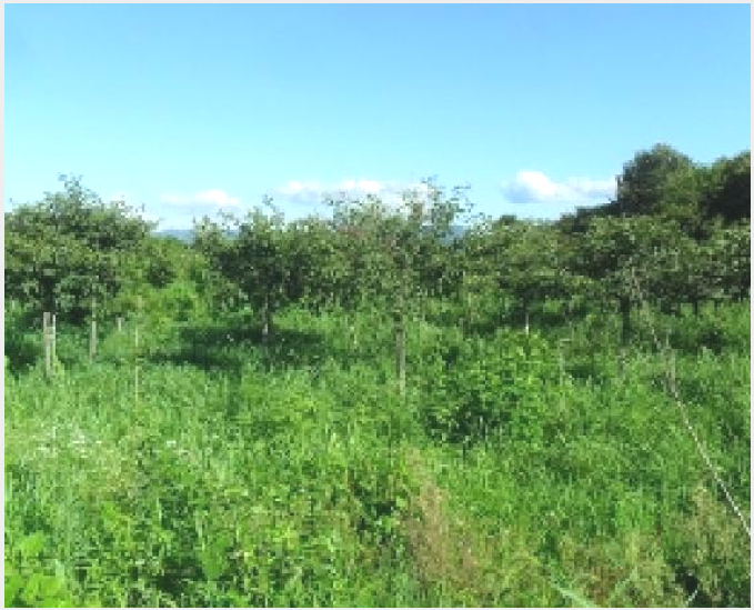 ÅäÁö(ÀÓ¾ß) »çÁø1 | °íⱺ Èï´ö¸é ½Å¼Û¸® | 2025Ÿ°æ30340 | ÅäÁö(ÀÓ¾ß)°æ¸Å