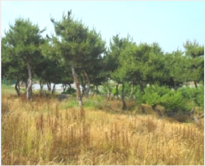 ÅäÁö(Àü) »çÁø1 | °íⱺ ´ë»ê¸é Á߻긮 | 2025Ÿ°æ30229 | ÅäÁö(Àü)°æ¸Å