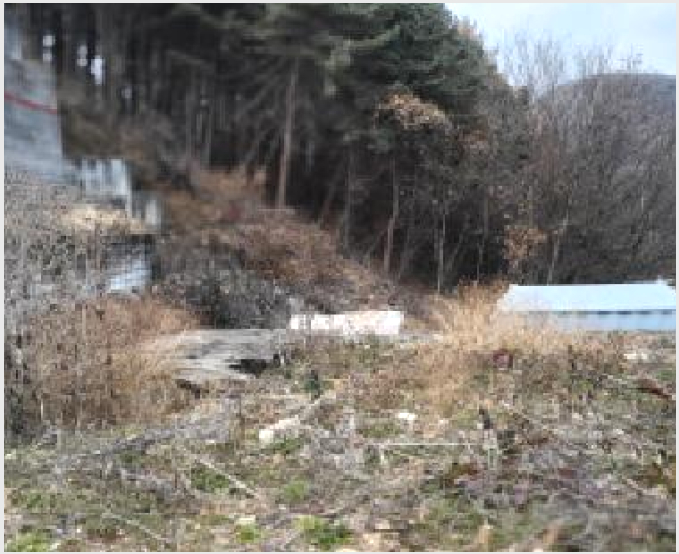 ÅäÁö(ÀÓ¾ß) »çÁø1 | ÆÄÁֽà ¹ý¿øÀ¾ µ¿¹®¸® | 2025Ÿ°æ6451 | ÅäÁö(ÀÓ¾ß)°æ¸Å
