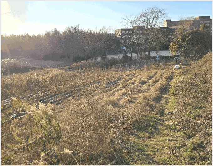 ÅäÁö(Àü) »çÁø1 | ³ªÁֽà ³²ÆòÀ¾ ±³Ã̸® | 2025Ÿ°æ34493 | ÅäÁö(Àü)°æ¸Å
