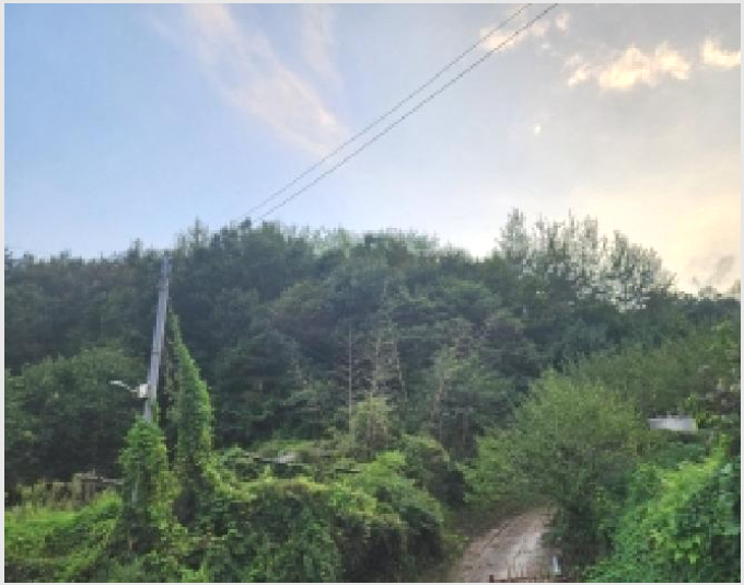 ÅäÁö(ÀÓ¾ß) »çÁø1 | ¼øÃµ½Ã ¿Ü¼¸é ¿ù¾Ï¸® | 2025Ÿ°æ51961 | ÅäÁö(ÀÓ¾ß)°æ¸Å