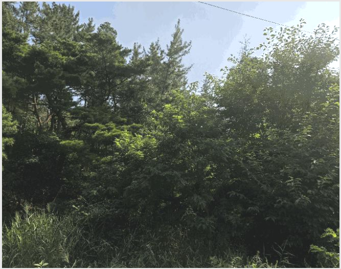 ÅäÁö(ÀÓ¾ß) »çÁø1 | Æ÷Ç׽à ºÏ±¸ ÈïÇØÀ¾ | 2025Ÿ°æ3948 | ÅäÁö(ÀÓ¾ß)°æ¸Å