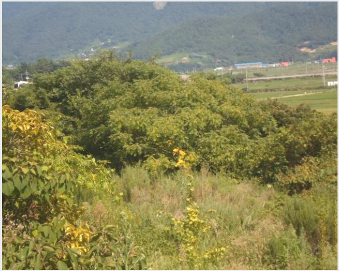 ÅäÁö(Àü) »çÁø1 | ¿Ïµµ±º ¾à»ê¸é ¿ìµÎ¸® | 2024Ÿ°æ53553 | ÅäÁö(Àü)°æ¸Å