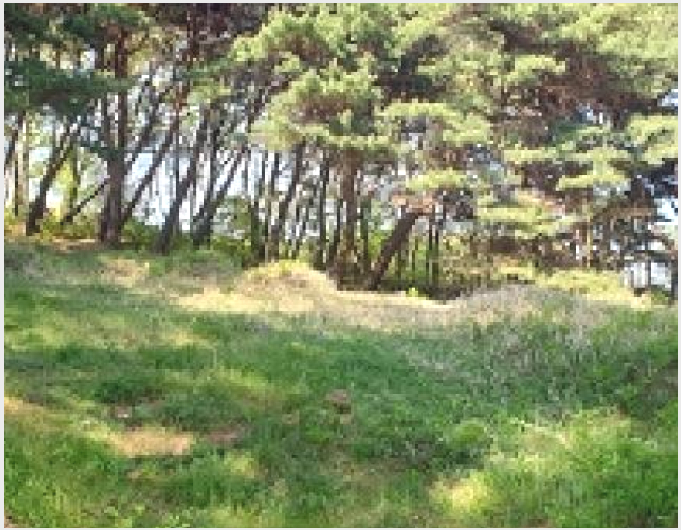 ÅäÁö(ÀÓ¾ß) »çÁø1 | È«¼º±º È«ºÏÀ¾ ³ëÀº¸® | 2025Ÿ°æ15678 | ÅäÁö(ÀÓ¾ß)°æ¸Å