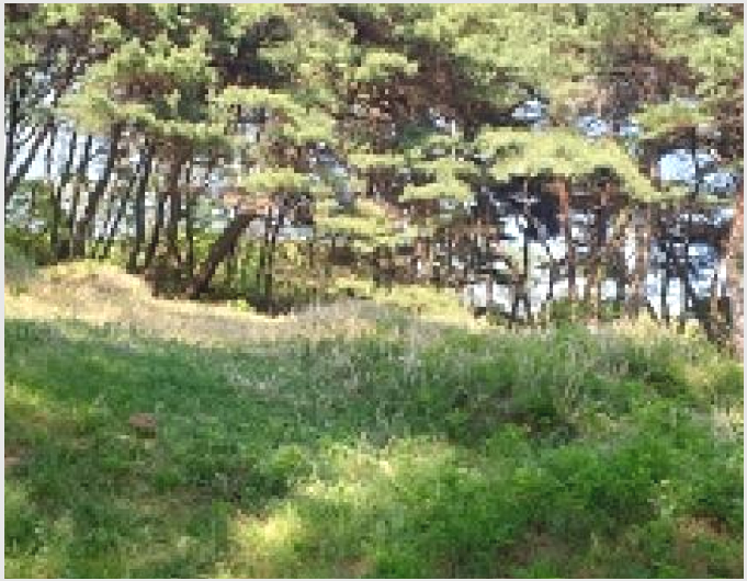ÅäÁö(ÀÓ¾ß) »çÁø1 | È«¼º±º È«ºÏÀ¾ ³ëÀº¸® | 2025Ÿ°æ15678 | ÅäÁö(ÀÓ¾ß)°æ¸Å