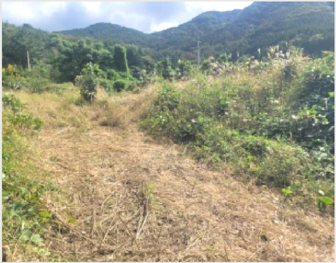 ÅäÁö(ÀÓ¾ß) »çÁø1 | °ÅÁ¦½Ã µÐ´ö¸é »óµÐ¸® | 2025Ÿ°æ21828 | ÅäÁö(ÀÓ¾ß)°æ¸Å
