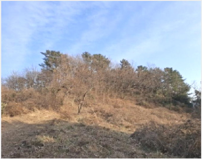 ÅäÁö(Àü) »çÁø1 | ³²Çرº ¹ÌÁ¶¸é ¹ÌÁ¶¸® | 2025Ÿ°æ513 | ÅäÁö(Àü)°æ¸Å