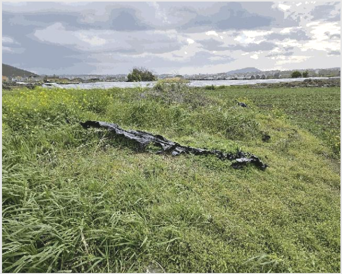 ÅäÁö(Àü) »çÁø1 | Á¦Áֽà ¾Ö¿ùÀ¾ ±¸¾ö¸® | 2025Ÿ°æ1114 | ÅäÁö(Àü)°æ¸Å