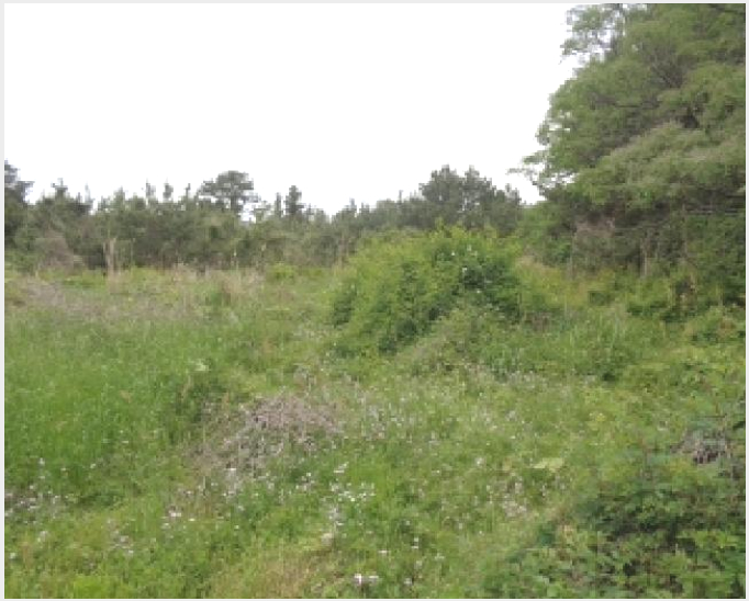 ÅäÁö(ÀÓ¾ß) »çÁø1 | Á¦Áֽà ¾Ö¿ùÀ¾ ³³À¾¸® | 2025Ÿ°æ1268 | ÅäÁö(ÀÓ¾ß)°æ¸Å