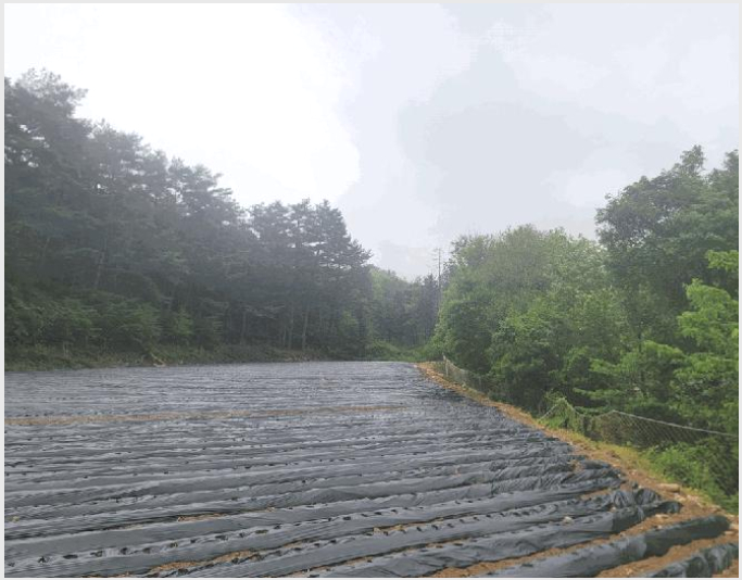 ÅäÁö(ÀÓ¾ß) »çÁø1 | Æòⱺ ÁøºÎ¸é »óÁøºÎ¸® | 2025Ÿ°æ30466 | ÅäÁö(ÀÓ¾ß)°æ¸Å