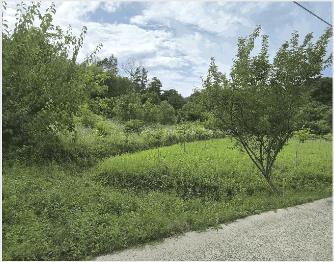 ÅäÁö(Àü) »çÁø1 | ±Ý»ê±º ±Ý¼º¸é ¸¶¼ö¸® | 2025Ÿ°æ502662 | ÅäÁö(Àü)°æ¸Å