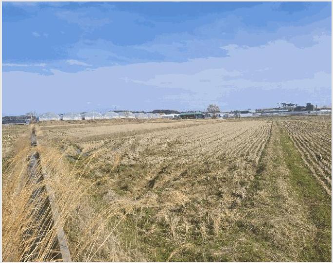ÅäÁö(´ä) »çÁø1 | ÀÍ»ê½Ã »ï±â¸é ±â»ê¸® | 2025Ÿ°æ20661 | ÅäÁö(´ä)°æ¸Å