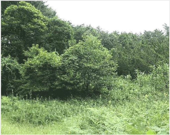 ÅäÁö(ÀÓ¾ß) »çÁø1 | Áø¾È±º Áø¾ÈÀ¾ ¿î»ê¸® | 2025Ÿ°æ31535 | ÅäÁö(ÀÓ¾ß)°æ¸Å