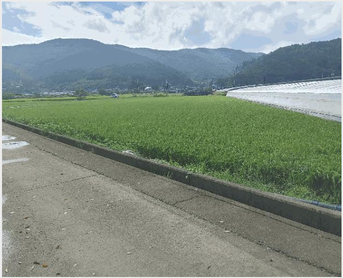 ÅäÁö(´ä) »çÁø1 | ¹Ð¾ç½Ã ¹«¾È¸é Á׿ù¸® | 2025Ÿ°æ10497 | ÅäÁö(´ä)°æ¸Å