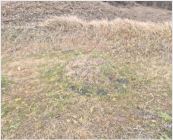 ÅäÁö(ÀÓ¾ß) »çÁø1 | ¿µ±¤±º ¿°»ê¸é ºÀ³²¸® | 2024Ÿ°æ9424 | ÅäÁö(ÀÓ¾ß)°æ¸Å