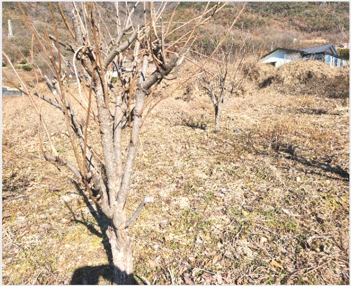 ÅäÁö(Àü) »çÁø1 | ¹Ð¾ç½Ã Ãʵ¿¸é ¼º¸¸¸® | 2024Ÿ°æ3270 | ÅäÁö(Àü)°æ¸Å