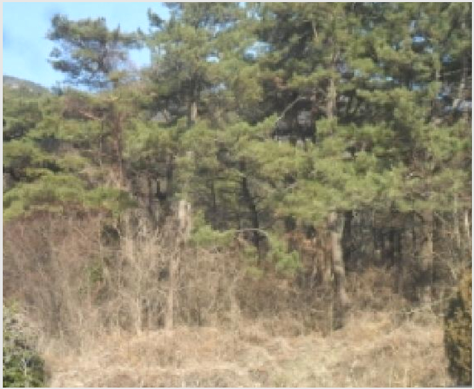 ÅäÁö(Àü) »çÁø1 | °íⱺ ´ë»ê¸é »ó±Ý¸® | 2024Ÿ°æ34089 | ÅäÁö(Àü)°æ¸Å