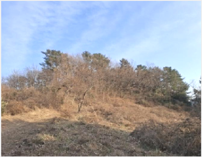 ÅäÁö(Àü) »çÁø1 | ³²Çرº ¹ÌÁ¶¸é ¹ÌÁ¶¸® | 2025Ÿ°æ513 | ÅäÁö(Àü)°æ¸Å